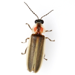 Photinus texanus