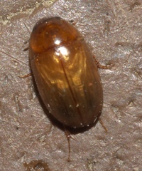 Enochrinae