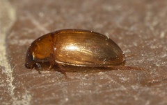 Enochrinae