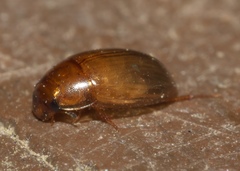 Enochrinae