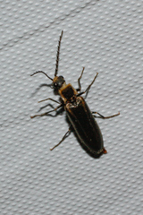 Denticollis denticornis