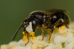 Hylaeus nigritus
