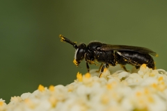 Hylaeus nigritus