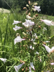 Penstemon digitalis