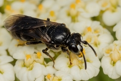 Hylaeus nigritus