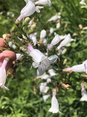 Penstemon digitalis