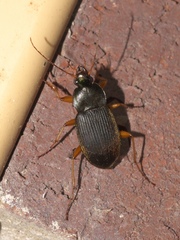 Chlaenius impunctifrons