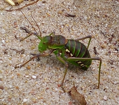 Neocallicrania serrata