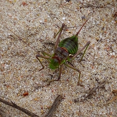 Neocallicrania serrata