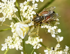 Merodon avidus