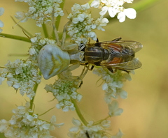 Merodon avidus