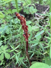 Corallorhiza maculata