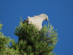 Patagioenas maculosa