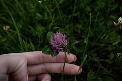 Trifolium pratense