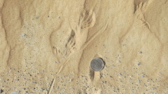 Varanus griseus griseus