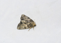 Chytonix palliatricula