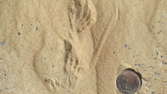 Varanus griseus griseus