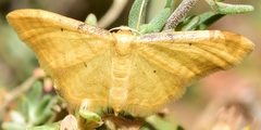 Idaea lutulentaria