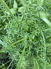 Galium trifidum trifidum