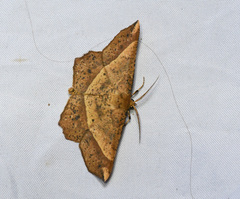 Euchlaena tigrinaria