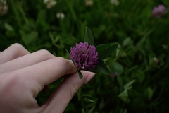 Trifolium pratense