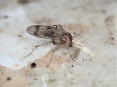 Anomalomyia guttata