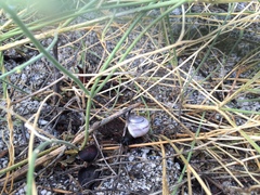 Cahuillus indioensis