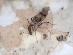 Anomalomyia guttata