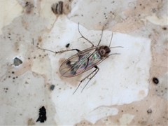 Anomalomyia guttata
