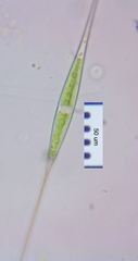 Closterium setaceum