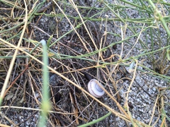 Cahuillus indioensis