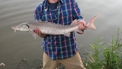 Acipenser fulvescens