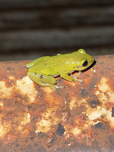 Cinnamon-bellied Reed Frog