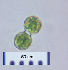 Cosmarium contractum