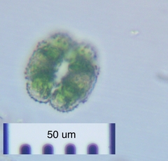 Cosmarium ornatum