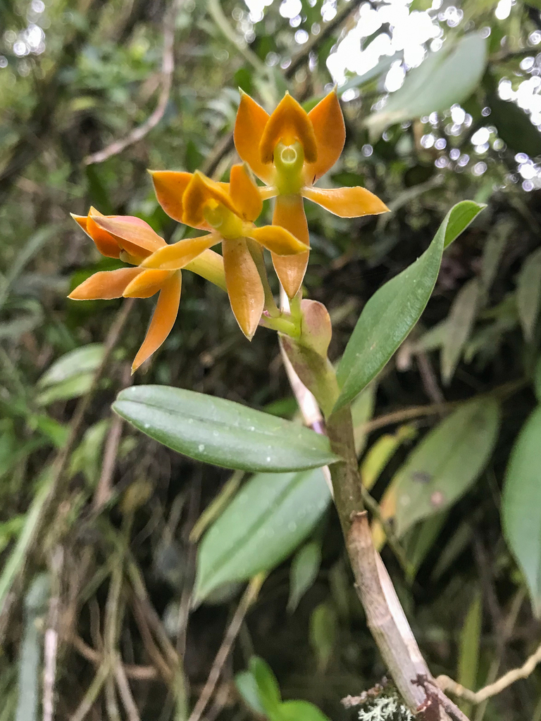 Epidendrum azuayense
