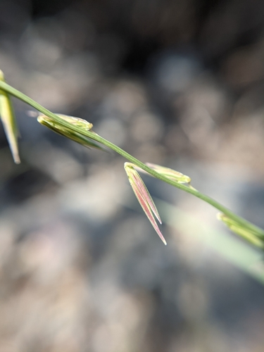Image of Bouteloua uniflora by (c) Cleveland Powell, some rights reserved (CC BY)