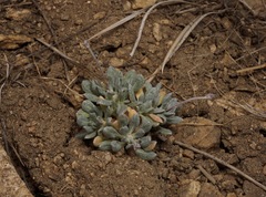 Eriogonum kennedyi austromontanum