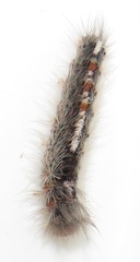 Euproctis punctifera