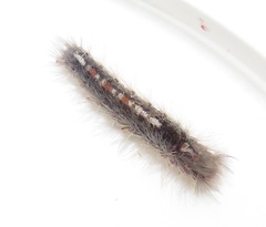 Euproctis punctifera