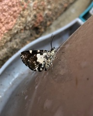 Heterusia