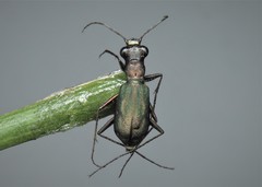 Cylindera germanica