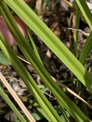 Carex bermudiana