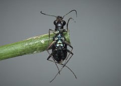 Cylindera germanica