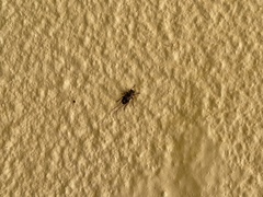 Eutrichillus canescens