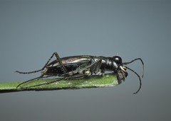 Cylindera germanica
