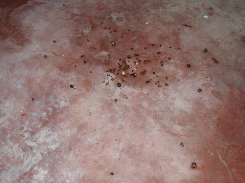 Pteropodidae