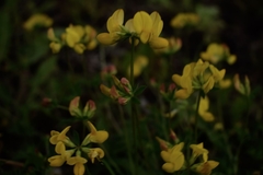 Lotus corniculatus