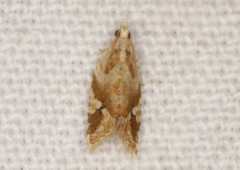 Euphona euphona