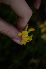 Lotus corniculatus